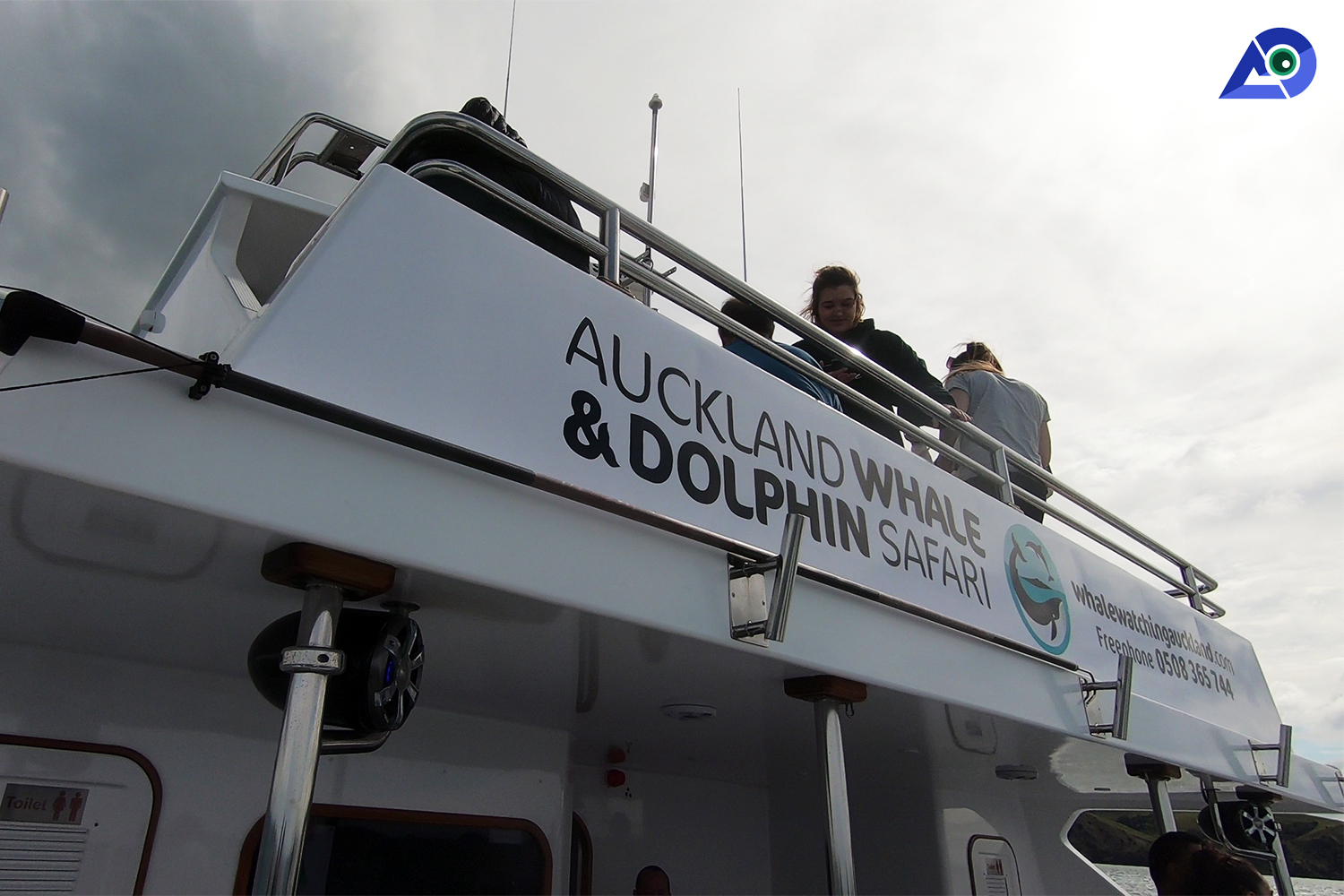 Auckland Whale And Dolphin Safari - The Ultimate Experience