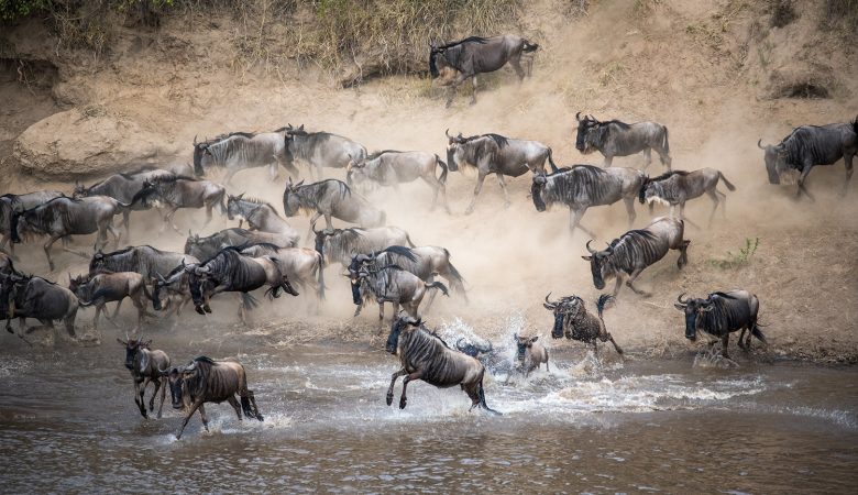 All You Should Know About the Great Wildebeest Migration